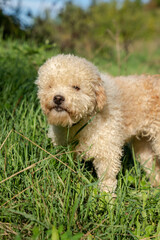 Hund, Trüffelhund, Hunde, Terrier, Trüffelsuche