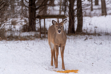 An Urban White-tailed Deer Eating Shelled Corn In The Snow