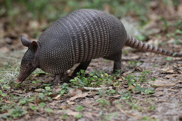 Armadillo Walking In Florida Circle B Bar Reserve