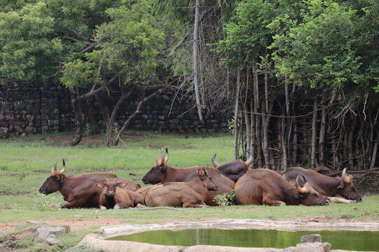 A groupe of buffelo are getting rest in the Indian zoo.