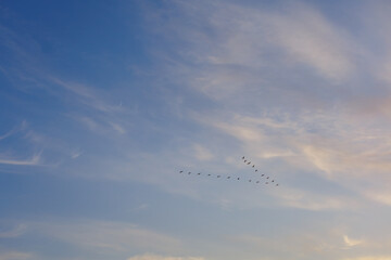 The midday crescent moon and migratory birds that migrate far