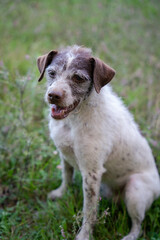 Hund, Trüffelhund, Hunde, Terrier, Trüffelsuche