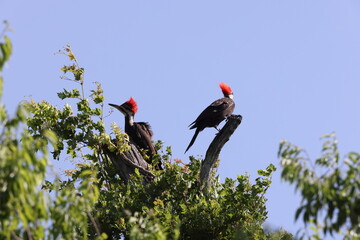 Pileated Woodpecker (Dryocopus pileatus) at the Circle B Bar Reserve Florida USA