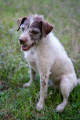 Obraz premium Hund, Trüffelhund, Hunde, Terrier, Trüffelsuche