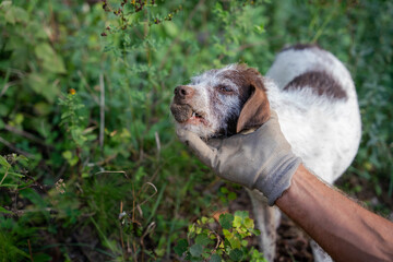 Hund, Trüffelhund, Hunde, Terrier, Trüffelsuche