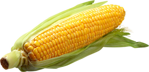 Shucked ear of corn - isolated image