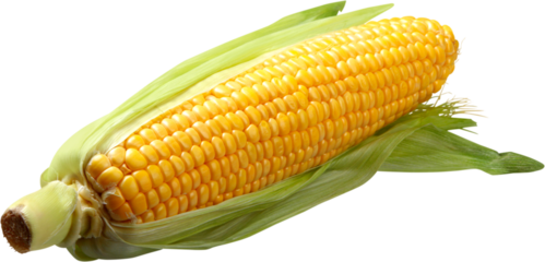 Shucked ear of corn - isolated image