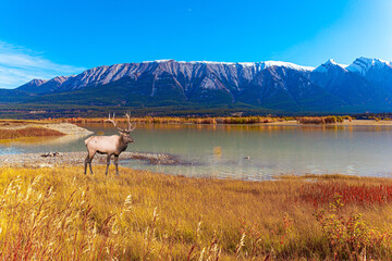 Deer grazing on the lake
