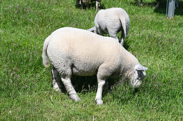 Fototapeta premium The lamb grazes the grass. Animal husbandry.