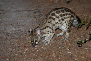 Südliche Großfleck-Ginsterkatze / South African large-spotted genet / Genetta tigrina