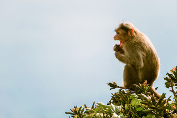 Indian monkey sitting at tree branch.