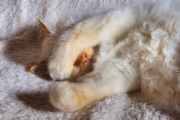 Fluffy white cat sleeping with his paw draped over his face