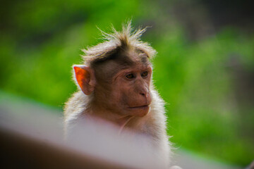 Portrait of cute curious Indian baby monkey.