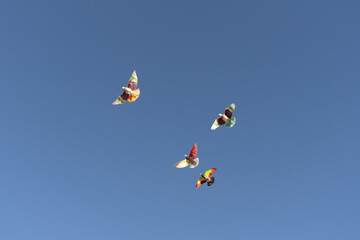 Racing pigeons with colorful painted wings flying with the blue sky in the background