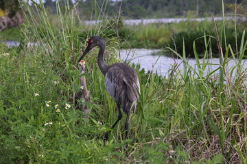 Sandhill crane, Circle B Bar Reserve, Florida, USA.