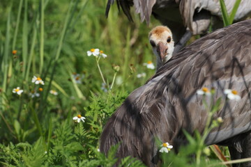 Sandhill crane, Circle B Bar Reserve, Florida, USA.