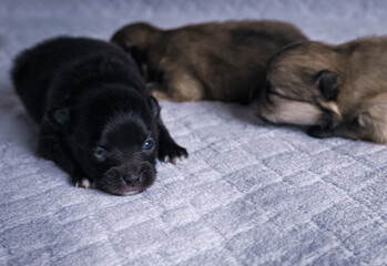 newborn cute very small puppy pomeranian girl