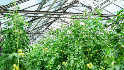 Growing non-GMO vegetables in an agricultural greenhouse. Growing tomatoes in a heated greenhouse all year round. Tomato fruits ripen on tall plants under the glass roof of a hothouse.