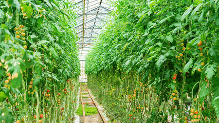 Ripe cherry tomato fruits hang on tall tomato plants. Growing tomatoes in a heated greenhouse in a cold climate all year round. Growing non-GMO vegetables in an agricultural greenhouse.