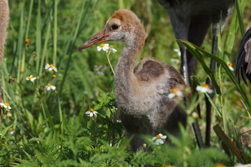 Sandhill crane, Circle B Bar Reserve, Florida, USA.