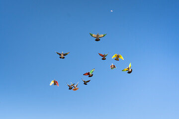 Naklejka na ściany i meble A group of pigeons with colorful painted wings flying during a competition with the blue sky in the background