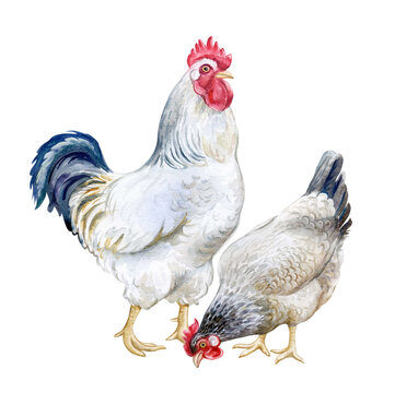 Rooster and hen isolated on white background. Watercolor illustration. Agriculture. poultry