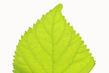 half green leaf isolated on white