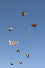 Flock of pigeons with wings painted in colors flying during a competition and the blue sky with the moon in the background