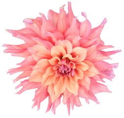 Large pink, salmon colored dahlia flower isolated. Object on transparent background.