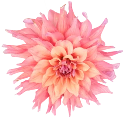 Foto op Canvas Large pink, salmon colored dahlia flower isolated. Object on transparent background. © Kathy
