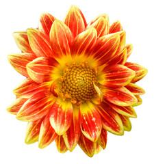 Orange and yellow dahlia flower isolated. Object on a transparent background.