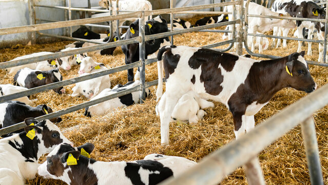 Keeping calves in a barn. Calves rearing on a livestock farm. A Holstein calf stands in a cowshed on a hay. Calves nursery on a diary farm.