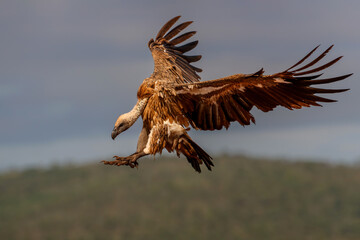 White-Backed Vulture (Gyps africanus) flying just before landing in Zimanga Game Reserve in Kwa Zulu Natal in South Africa