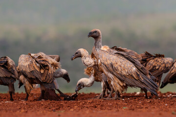 White-Backed Vulture (Gyps africanus) searching for food in Zimanga Game Reserve in Kwa Zulu Natal...