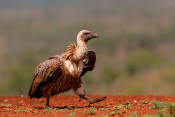 White-Backed Vulture (Gyps africanus) searching for food in Zimanga Game Reserve in Kwa Zulu Natal in South Africa