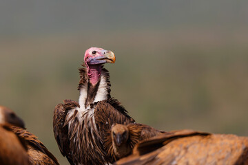 Portrait of a Lappet-faced Vulture or Nubian vulture (Torgos tracheliotos) standing between white backed vultures in Zimanga Game Reserve in Kwa Zulu Natal in South 