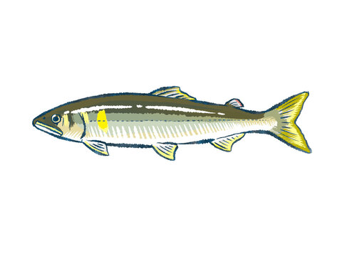 ayu sweetfish, Japanese fish