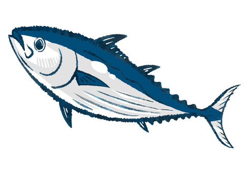 bonito, katsuo, skipjack tuna isolated on white background