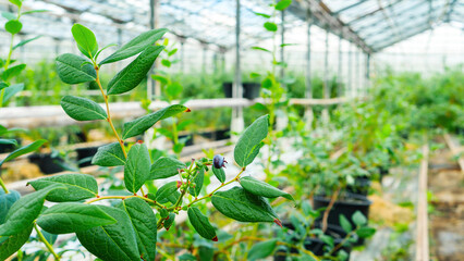 Cultivation of blueberries in agricultural greenhouses. Blueberry bushes are in containers connected to drip irrigation in indoor heated greenhouses. Nursery of berry plants with blueberry bushes.