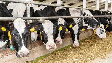 Heads of cows in a stall close-up. Use of plastic tags to record livestock on a dairy farm.  Rearing of cows on a diary farm. The livestock on a dairy farm is kept in a covered stall.