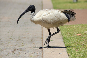 ibis in perth in australia