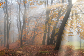 Herbstlandschaft im Wald mit Nebel und Sonnenstrahlen