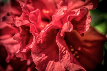A macro shot of bright red camelia petals