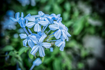 A macro shot of blue plumbago auriculata flowers