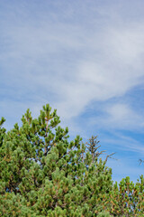 green pines on a bright sunny day 