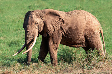 Fototapeta na wymiar Elephant in Tsavo National Park. Kenya. Africa