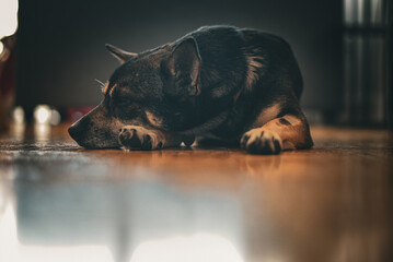 Portrait of a small dog lying on the floor