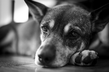 Close up of a small, sad dog