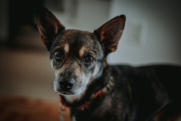 Portrait of a small dog