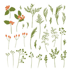 Set of winter themed botanical elements. Leaves and holly berry vector illustrations.